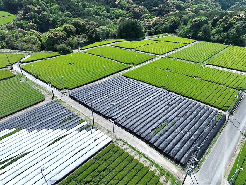 Tea plantation