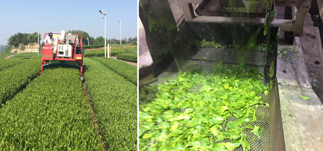 茶葉の集荷